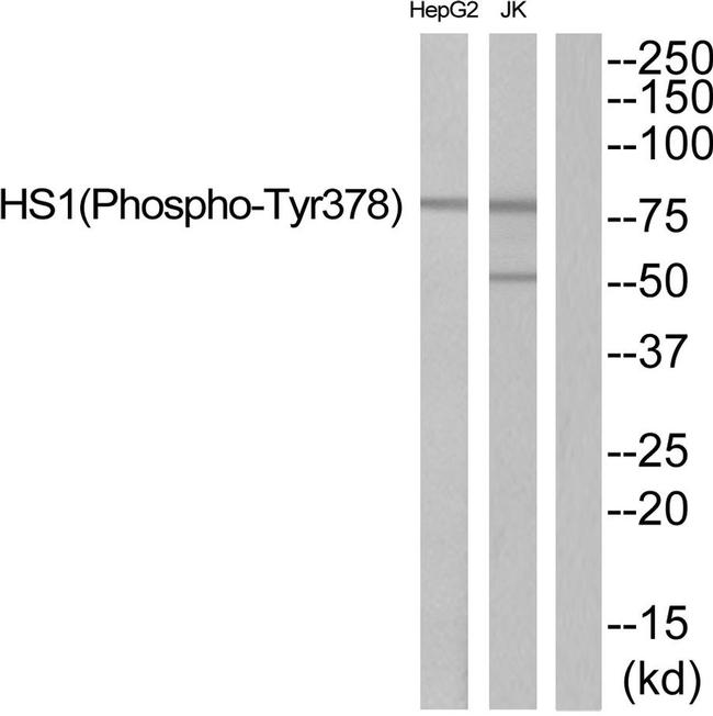 Phospho-HCLS1 (Tyr378) Antibody in Western Blot (WB)