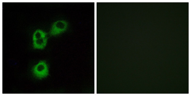 OR5M1 Antibody in Immunocytochemistry (ICC/IF)