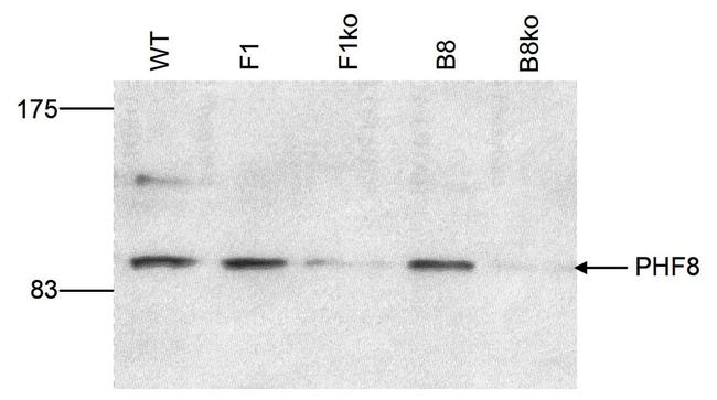 PHF8 Antibody in Western Blot (WB)
