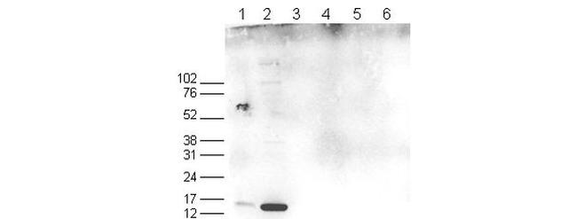 H3K17me2aK18ac Antibody in Western Blot (WB)