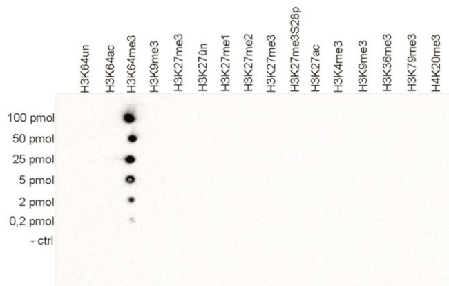 H3K64me3 Antibody in Peptide array (ARRAY)