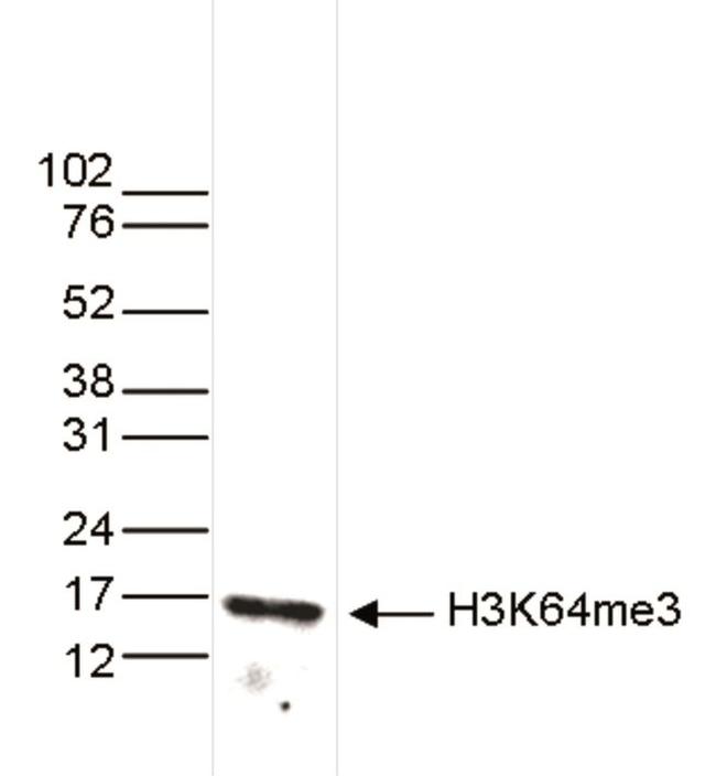 H3K64me3 Antibody in Western Blot (WB)