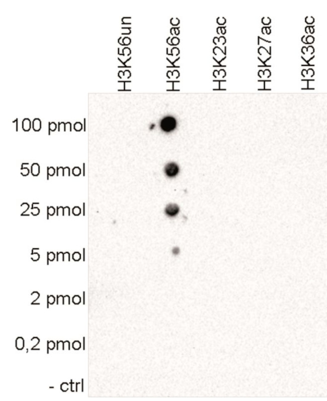 H3K56ac Antibody in Peptide array (ARRAY)