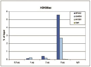 H3K56ac Antibody in ChIP Assay (ChIP)