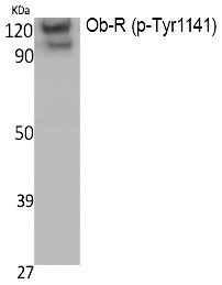 Phospho-Leptin Receptor (Tyr1141) Antibody in Western Blot (WB)