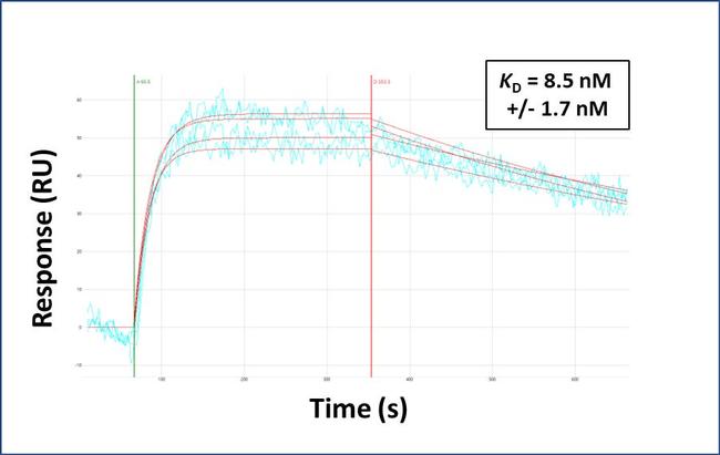 TOX2 Antibody in Surface plasmon resonance (SPR)