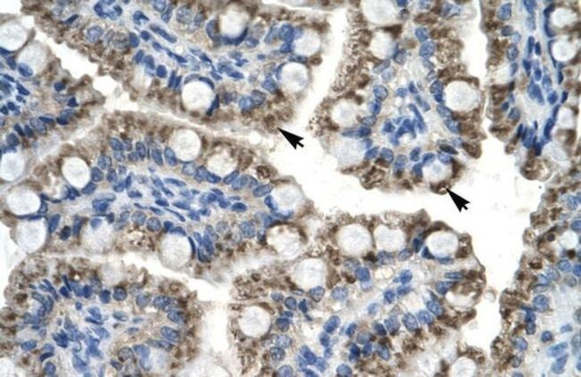 TOX2 Antibody in Immunohistochemistry (Paraffin) (IHC (P))