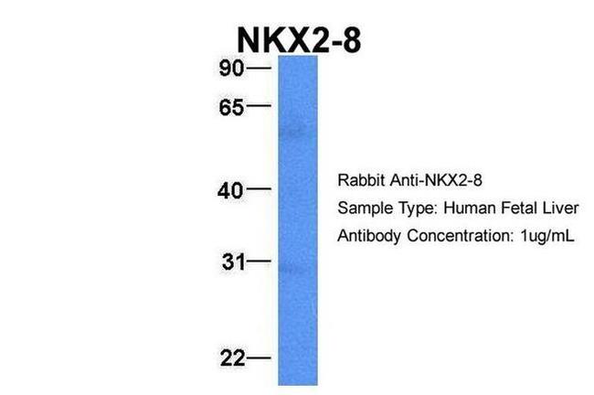 Nkx2.8 Antibody in Western Blot (WB)