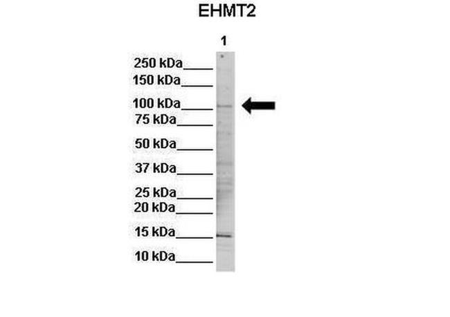 EHMT2 Antibody in Western Blot (WB)