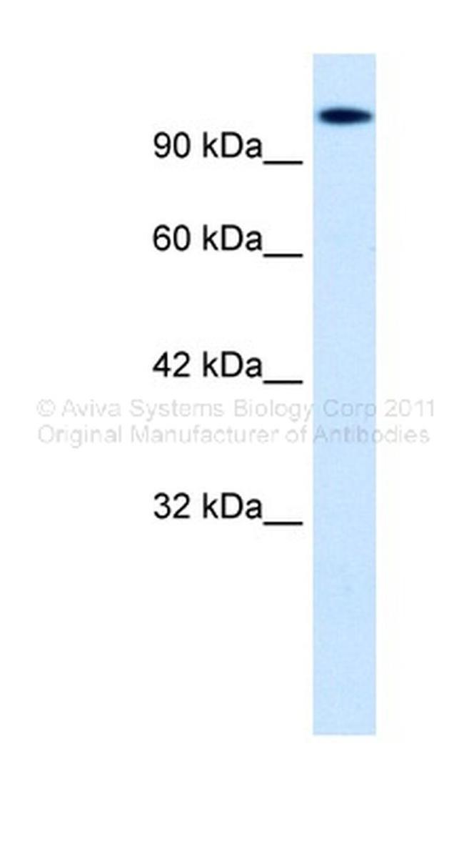 HIPK2 Antibody in Western Blot (WB)