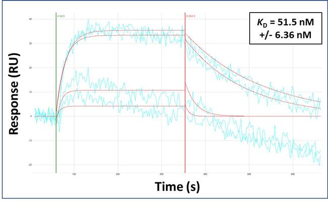 TBX1 Antibody in Surface plasmon resonance (SPR)