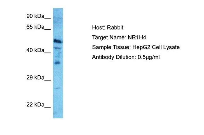 FXR Antibody in Western Blot (WB)