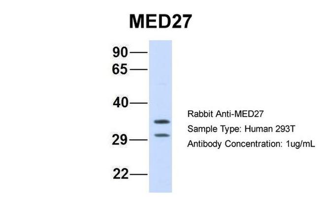 MED27 Antibody in Western Blot (WB)