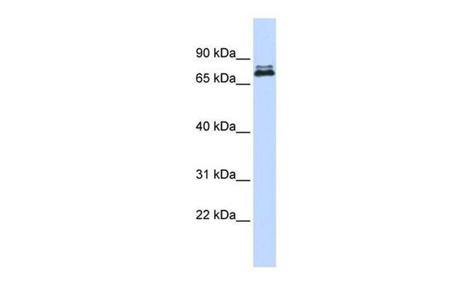 ASH2L Antibody in Western Blot (WB)