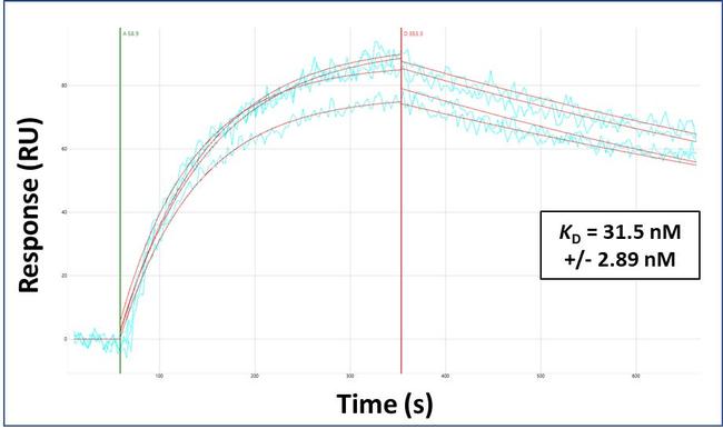 SUV420H1 Antibody in Surface plasmon resonance (SPR)