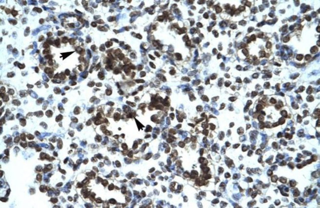 PRR7 Antibody in Immunohistochemistry (IHC)