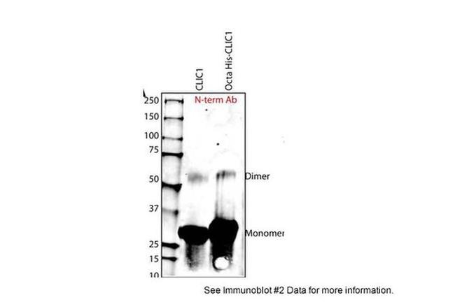 CLIC1 Antibody in Western Blot (WB)