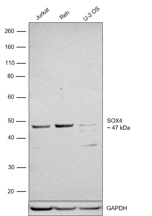 SOX4 Polyclonal Antibody (PA5-41442)