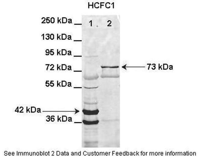 HCFC1 Antibody in Western Blot (WB)