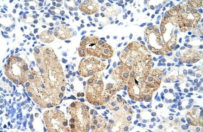 SOX15 Antibody in Immunohistochemistry (IHC)