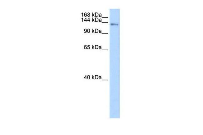 CIZ1 Antibody in Western Blot (WB)