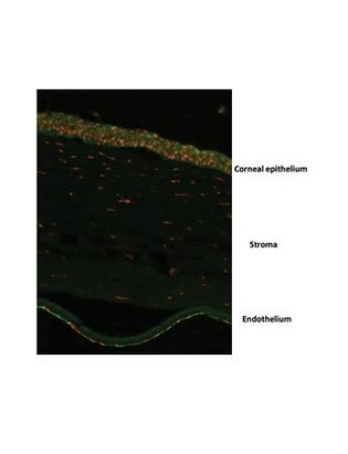 OVOL2 Antibody in Immunocytochemistry (ICC/IF)