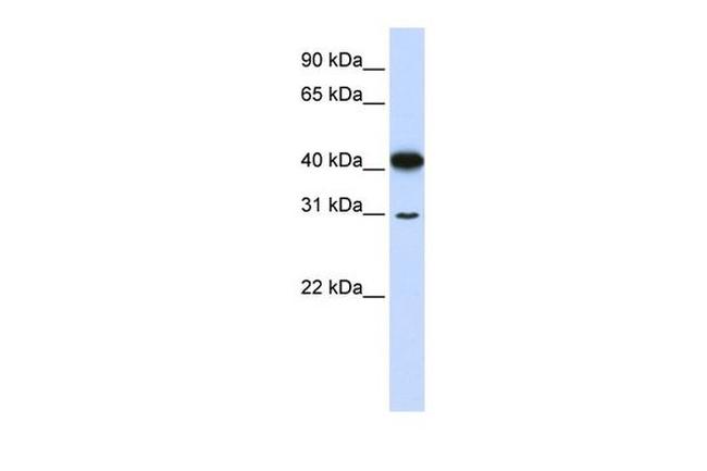 OVOL2 Antibody in Western Blot (WB)