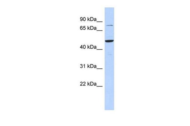 ZSCAN1 Antibody in Western Blot (WB)