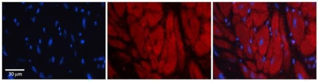 KHSRP Antibody in Immunohistochemistry (Paraffin) (IHC (P))