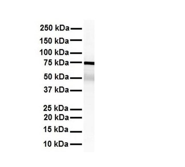 KHSRP Antibody in Western Blot (WB)