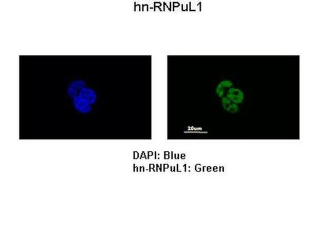 hnRNP UL1 Antibody in Immunocytochemistry (ICC/IF)