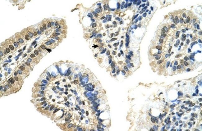 PUF60 Antibody in Immunohistochemistry (Paraffin) (IHC (P))