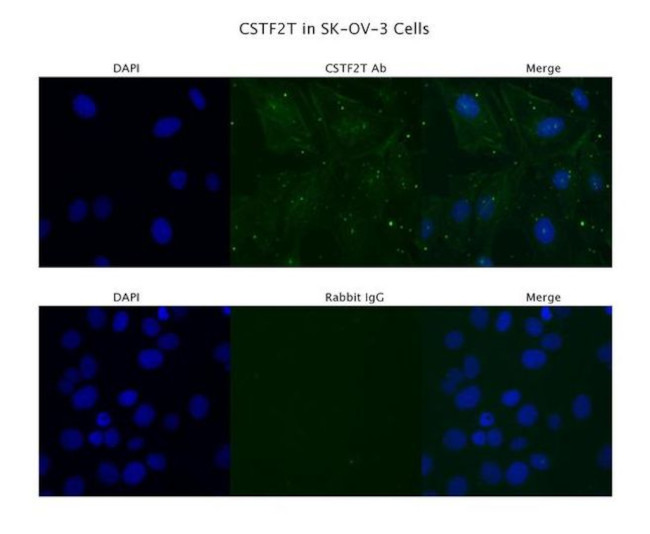 CSTF2T Antibody in Immunocytochemistry (ICC/IF)