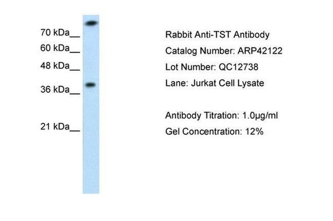 TST Antibody in Western Blot (WB)