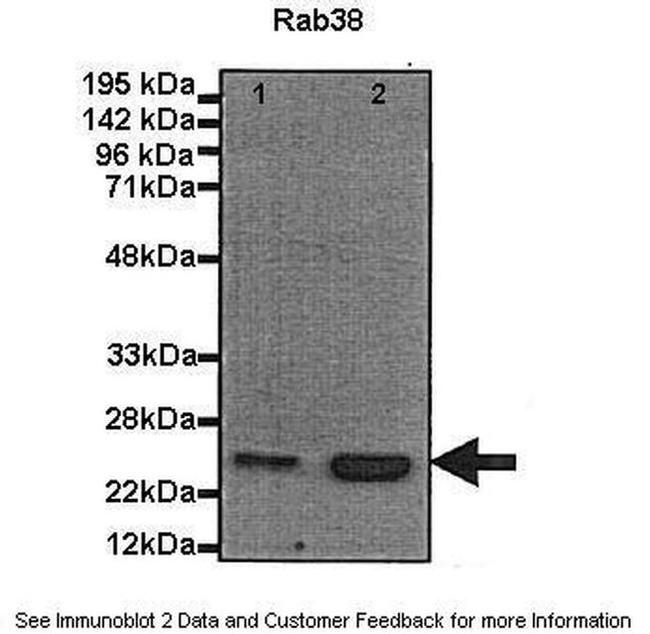 RAB38 Antibody in Western Blot (WB)