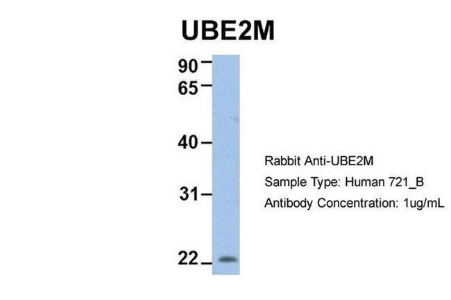 UBE2M Antibody in Western Blot (WB)
