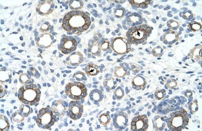 UBE2J1 Antibody in Immunohistochemistry (Paraffin) (IHC (P))