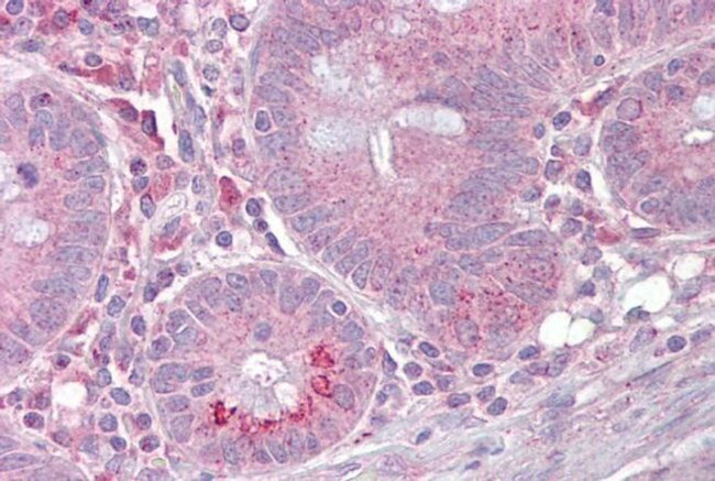 SLC13A2 Antibody in Immunohistochemistry (IHC)