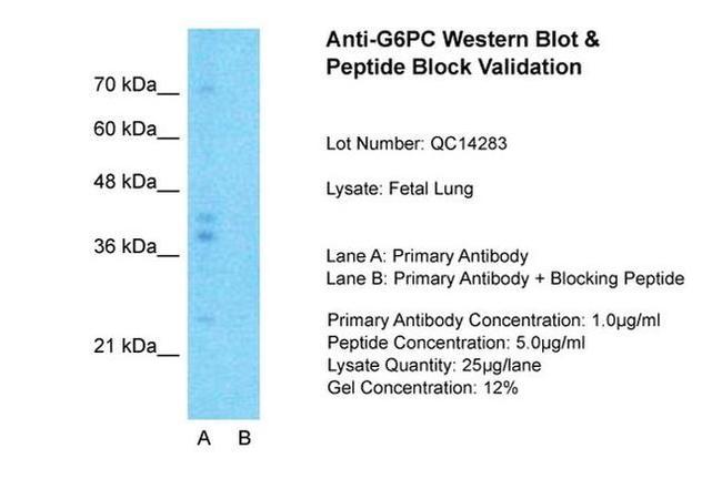 G6PC Antibody in Western Blot (WB)