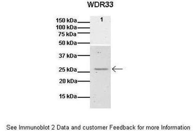 WDR33 Antibody in Western Blot (WB)