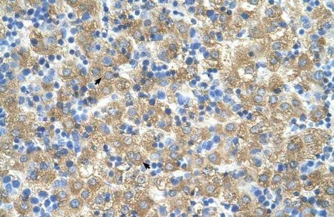 MARVELD3 Antibody in Immunohistochemistry (IHC)