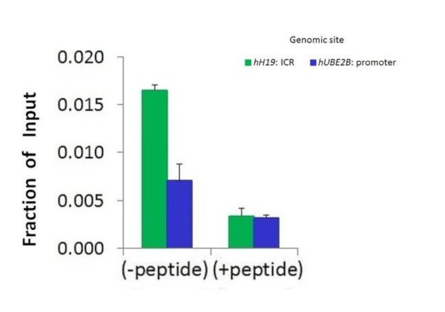 Histone H1.2 Antibody in ChIP Assay (CHIP)