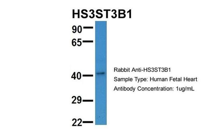 HS3ST3B1 Antibody in Western Blot (WB)
