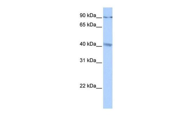 CATSPERG Antibody in Western Blot (WB)