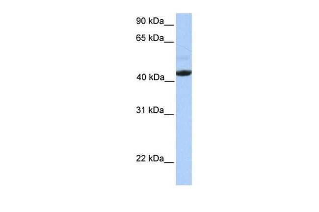 EDAR Antibody in Western Blot (WB)