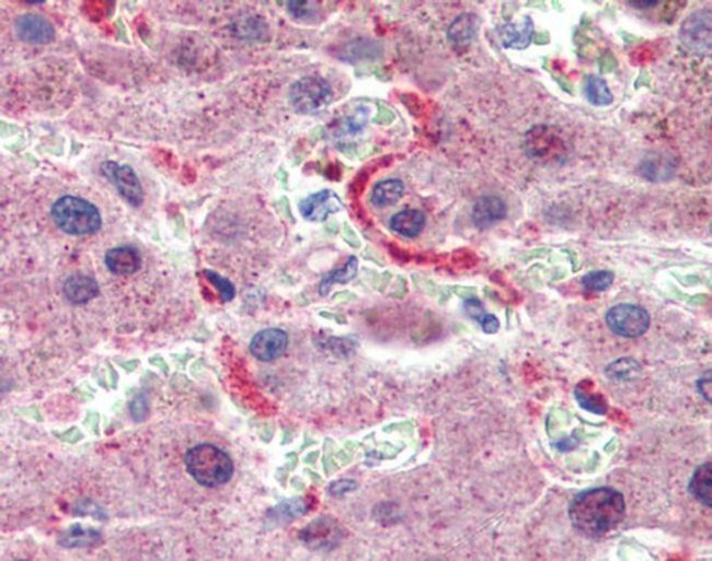 GPSM2 Antibody in Immunohistochemistry (Paraffin) (IHC (P))