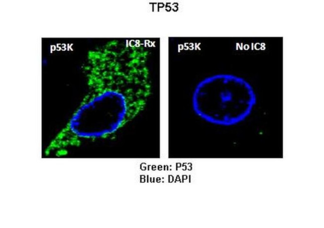 PRPK Antibody in Immunocytochemistry (ICC/IF)