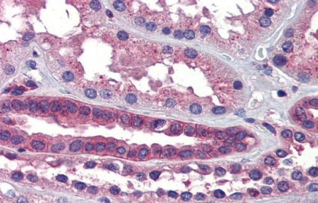 SSX2IP Antibody in Immunohistochemistry (IHC)