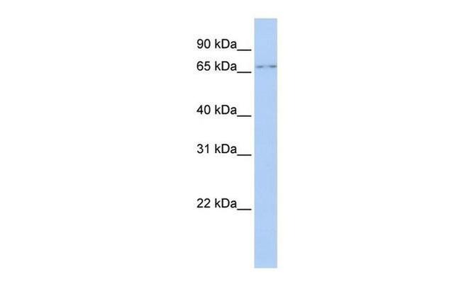 GTPBP4 Antibody in Western Blot (WB)