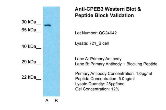 CPEB3 Antibody in Western Blot (WB)